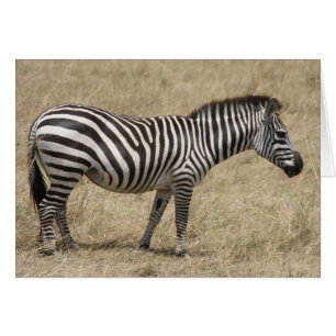 zebra standaard