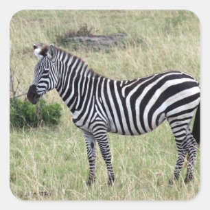 zebra standaard vierkante sticker