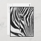 Zebra Stare Briefkaart (Voorkant / Achterkant)