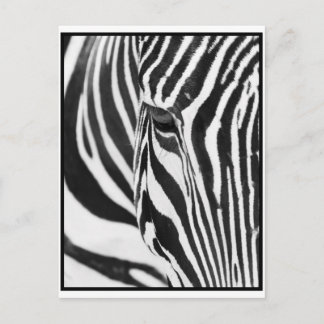 Zebra Stare Briefkaart