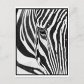 Zebra Stare Briefkaart (Voorkant)