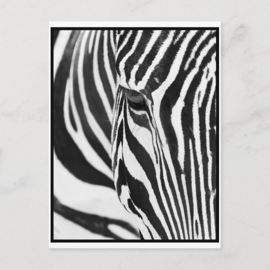 Zebra Stare Briefkaart (Voorkant)