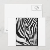 Zebra Stare Briefkaart (Voorkant / Achterkant)
