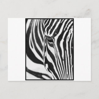 Zebra Stare Briefkaart