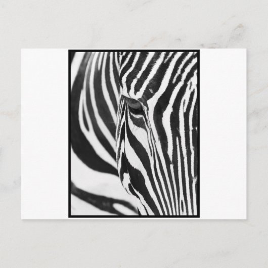 Zebra Stare Briefkaart (Voorkant)
