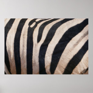 Zebra Strepen Zwart en Wit Poster