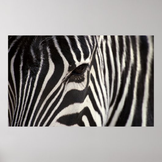 Zebra Stripe Patroon en oog Poster (Voorkant)