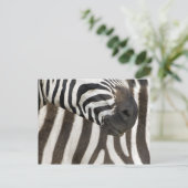 Zebra strips briefkaart (Staand voorkant)