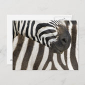 Zebra strips briefkaart (Voorkant / Achterkant)