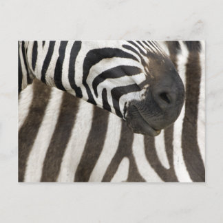 Zebra strips briefkaart