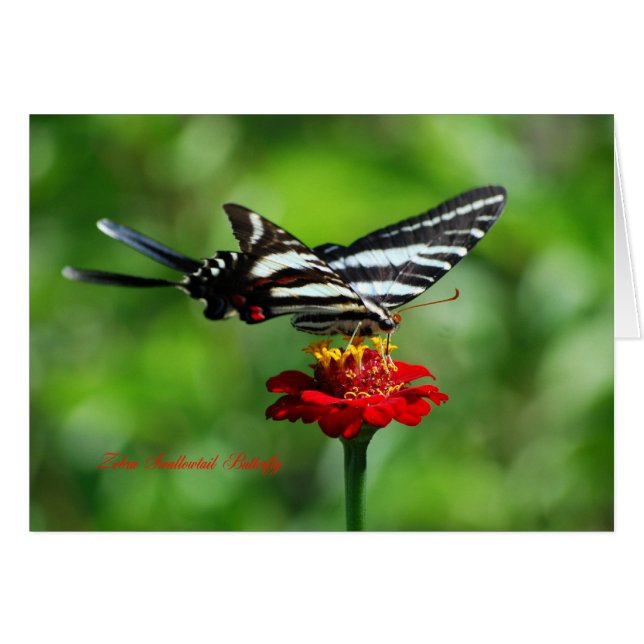 Zebra Swallowtail Butterfly (Voorkant Horizontaal)