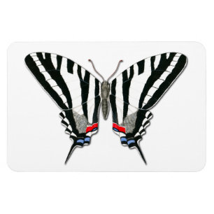 Zebra Swallowtail Butterfly Flexi Magnet Magneet