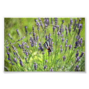 Zebra Swallowtail Butterfly in a Lavender Field Foto Afdruk