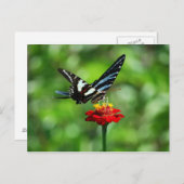 Zebra Swallowtail Butterfly op Red Zinnia Briefkaa Briefkaart (Voorkant / Achterkant)