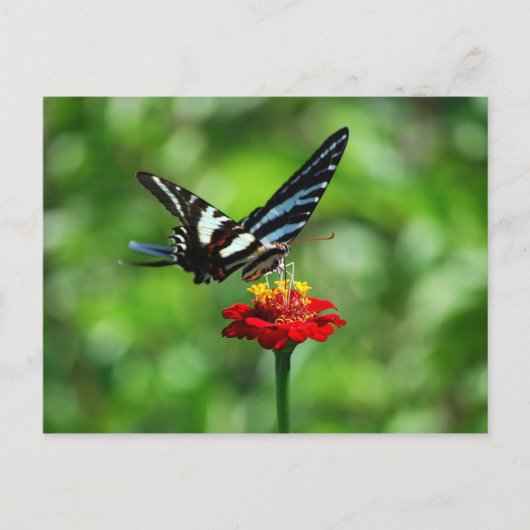 Zebra Swallowtail Butterfly op Red Zinnia Briefkaa Briefkaart (Voorkant)