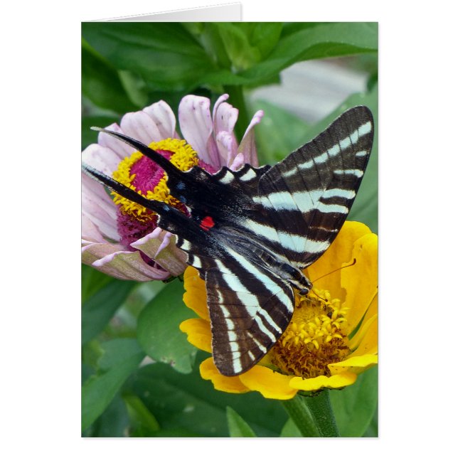 Zebra Swallowtail+Japanse eetstang (Voorkant)