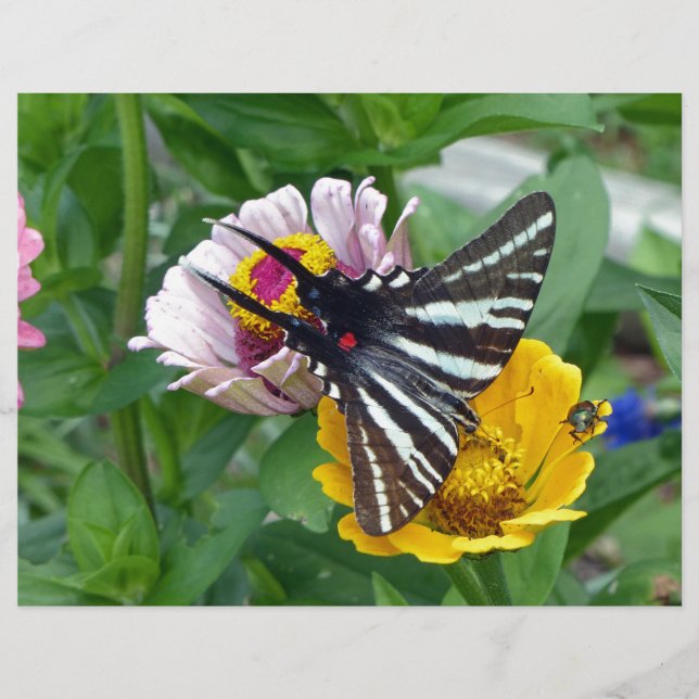 Zebra Swallowtail+Japanse eetstang (Voorkant)