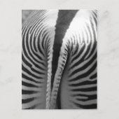 Zebra Tail Briefkaart (Voorkant)