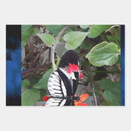 Zebra tail butterfly inpakpapier vel