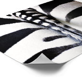 Zebra Tail Closeup Poster (Hoek)