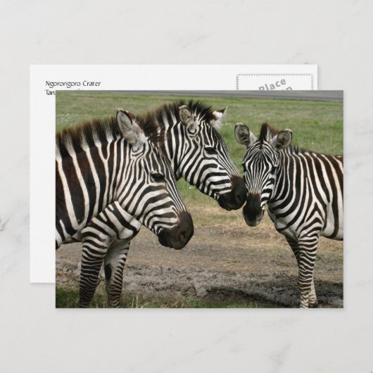 Zebra Talk - Carte postale (Devant / Derrière)