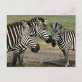Zebra Talk - Carte postale (Devant)