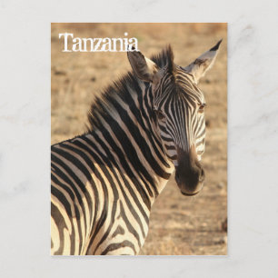 Zebra, Tanzania Briefkaart