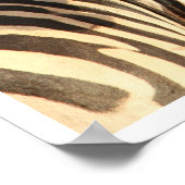 Zebra, Tanzania Poster (Hoek)