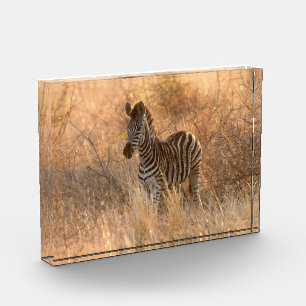 Zebra tegen zonsopgang fotoblokken