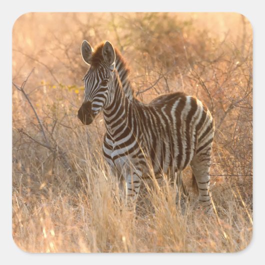 Zebra tegen zonsopgang vierkante sticker (Voorkant)