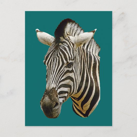 Zebra tekening briefkaart (Voorkant)