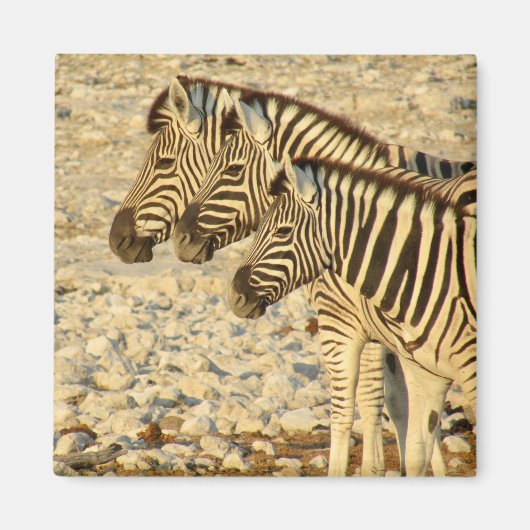 zebra-trio magneet (Voorkant)