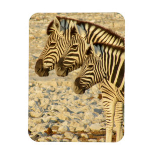 zebra-trio magneet