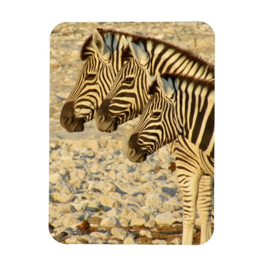 zebra-trio magneet (Verticaal)