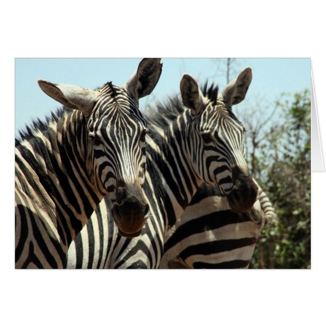zebra uiterlijk (Voorkant Horizontaal)