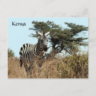 zebra uiterlijk briefkaart
