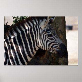Zebra van Afrika Poster