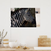 Zebra van Afrika Poster (Keuken)