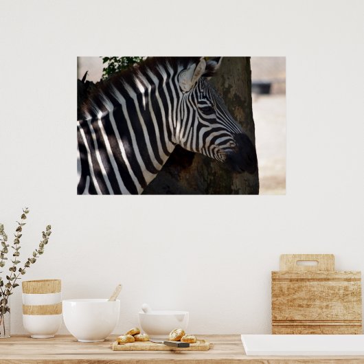 Zebra van Afrika Poster (Keuken)