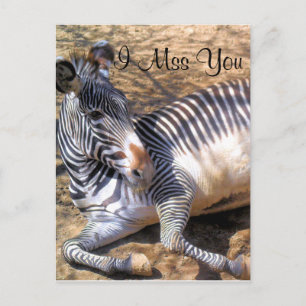 Zebra van de liefde_ briefkaart