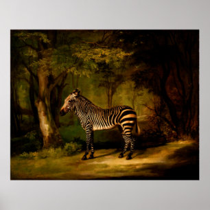 Zebra van George Stubbs (1763) Poster