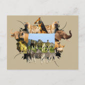 Zebra van het Afrikaanse Wildlife Lijst Blue Sky Briefkaart (Voorkant)