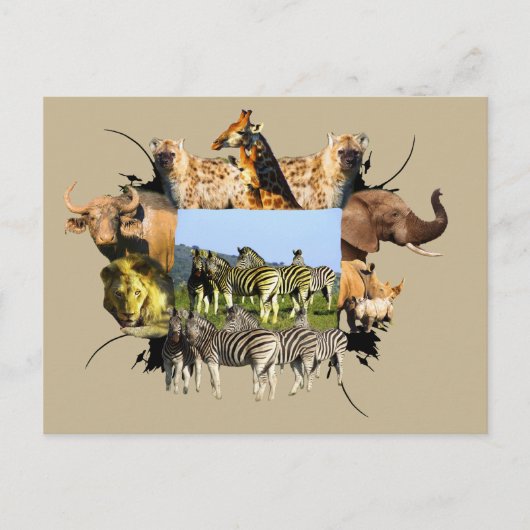 Zebra van het Afrikaanse Wildlife Lijst Blue Sky Briefkaart (Voorkant)