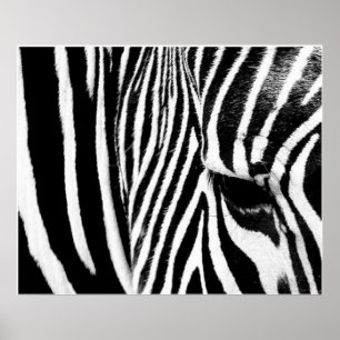 Zebra van tdgallerie poster
