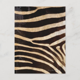 Zebra Verbergen 2 Briefkaart