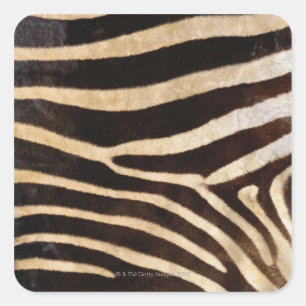 Zebra Verbergen 2 Vierkante Sticker