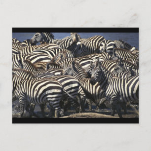 Zebra verpakking briefkaart
