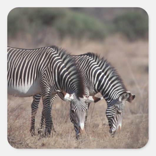 Zebra Vierkante Sticker (Voorkant)