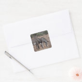 Zebra Vierkante Sticker (Envelop)