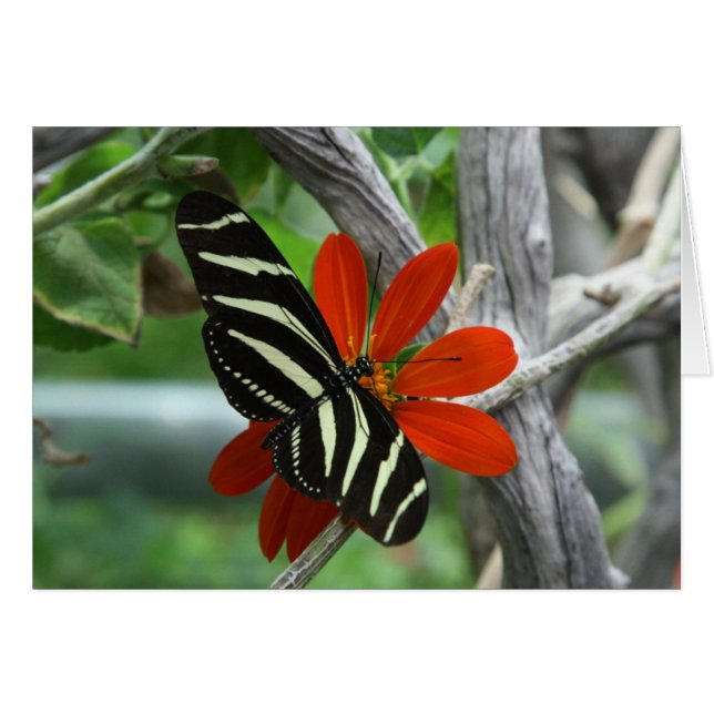 Zebra vlinder (Voorkant Horizontaal)